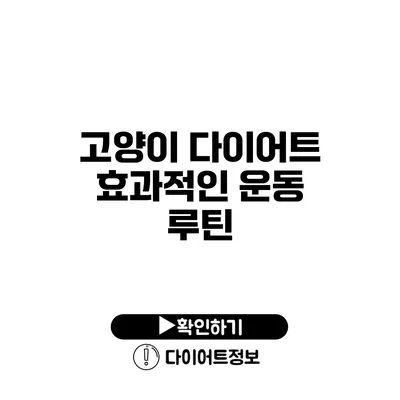 고양이 다이어트 효과적인 운동 루틴